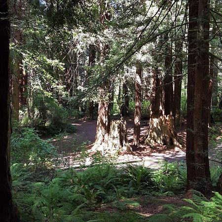 Emerald Forest Cabins Trinidad Δωμάτιο φωτογραφία