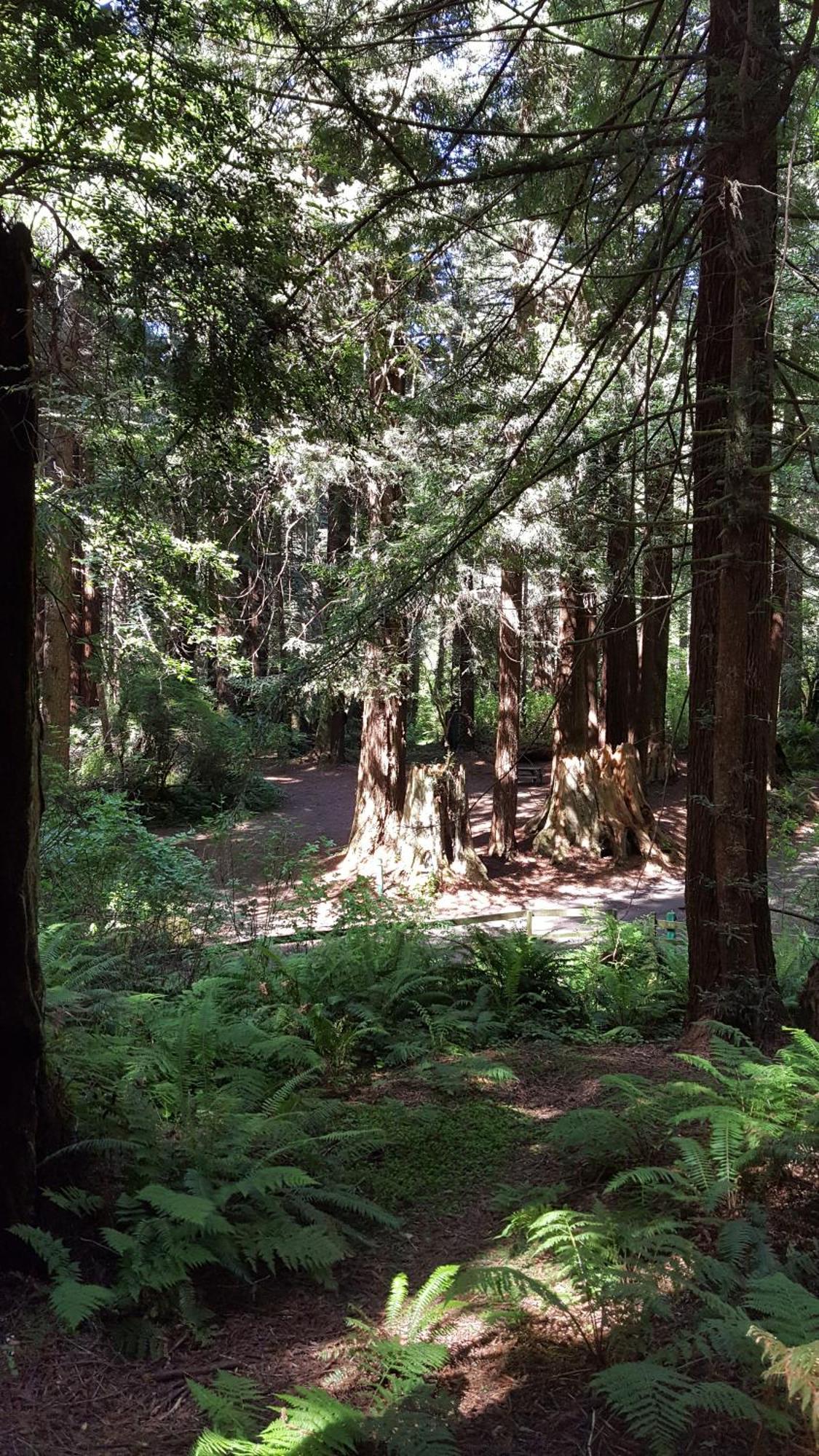Emerald Forest Cabins Trinidad Δωμάτιο φωτογραφία