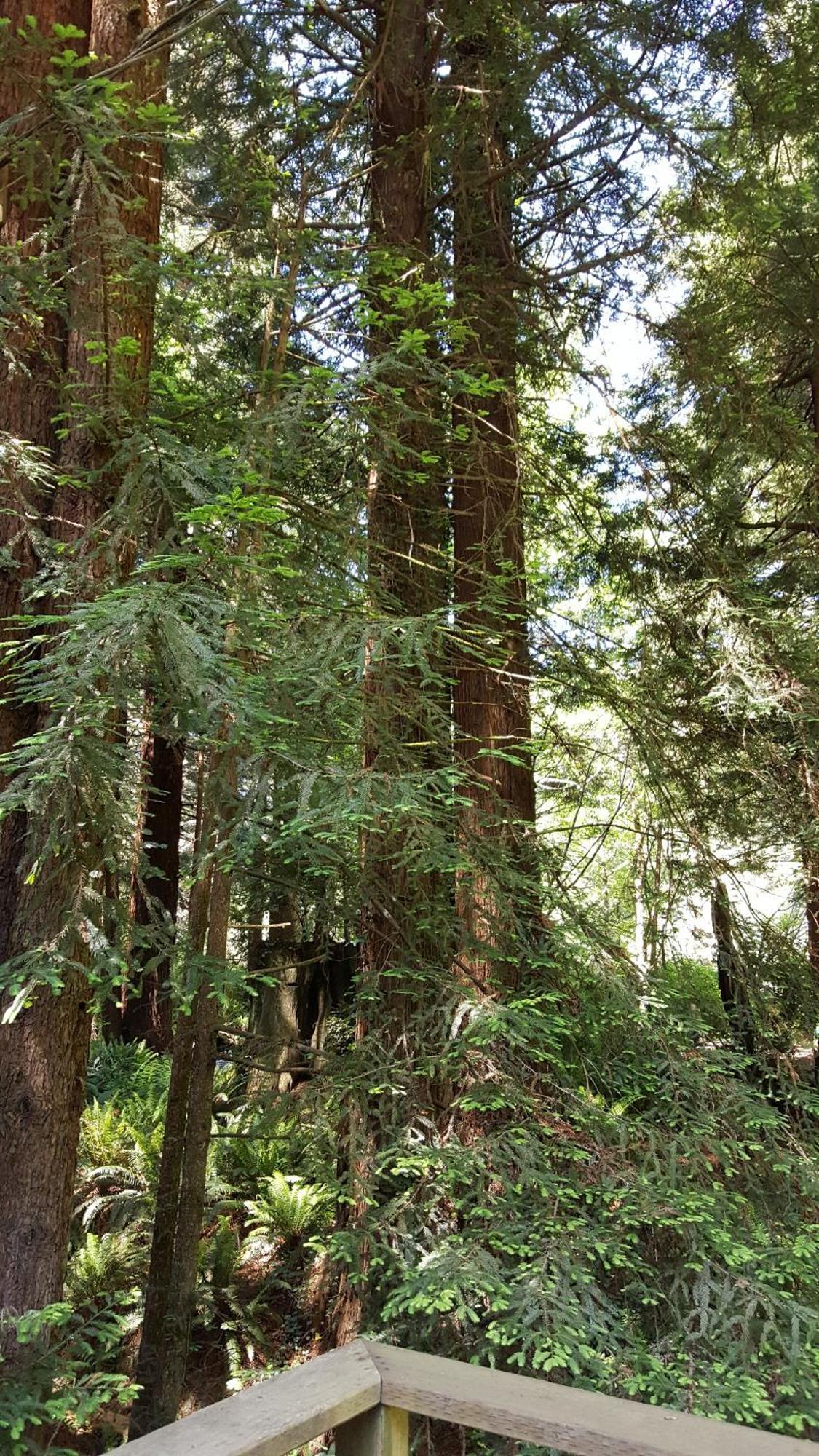 Emerald Forest Cabins Trinidad Δωμάτιο φωτογραφία
