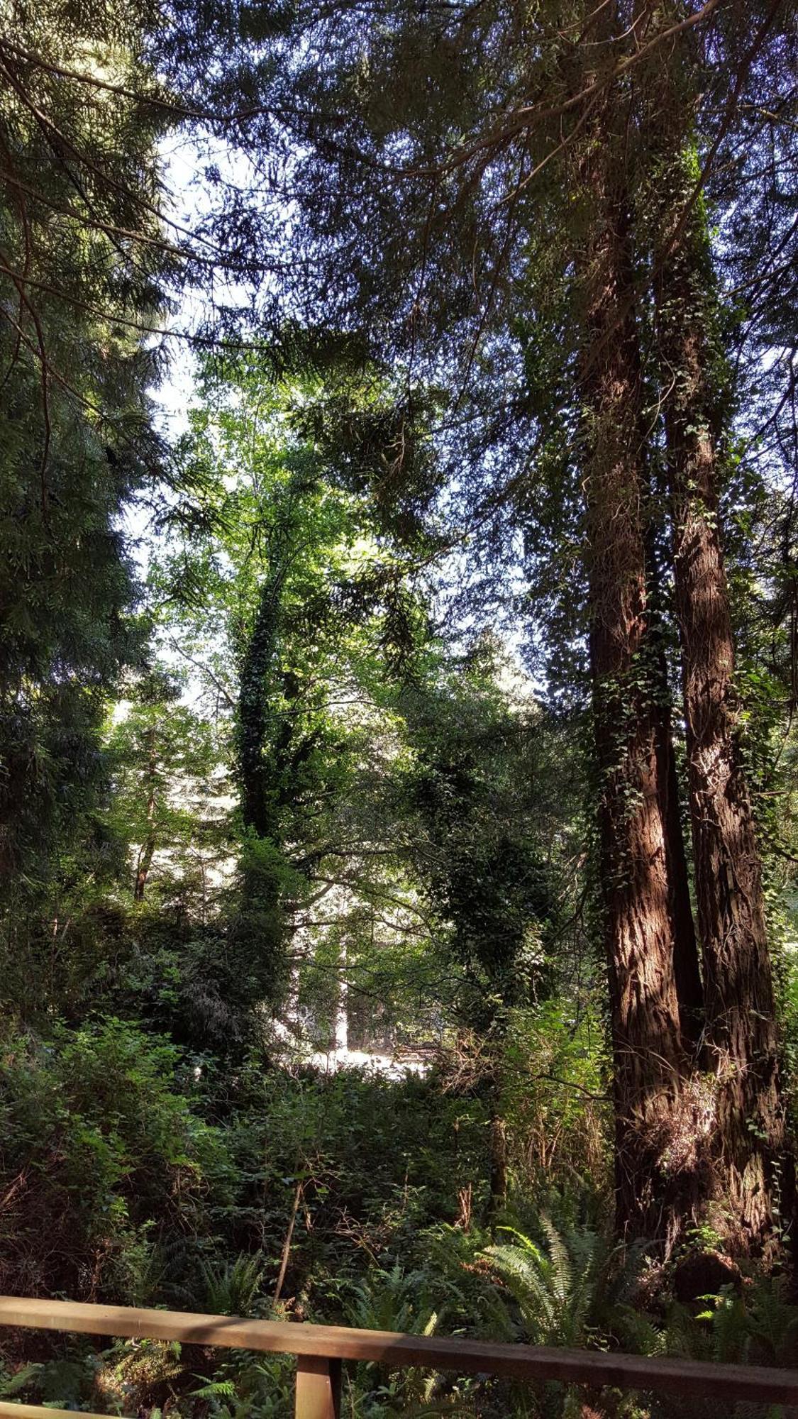 Emerald Forest Cabins Trinidad Δωμάτιο φωτογραφία