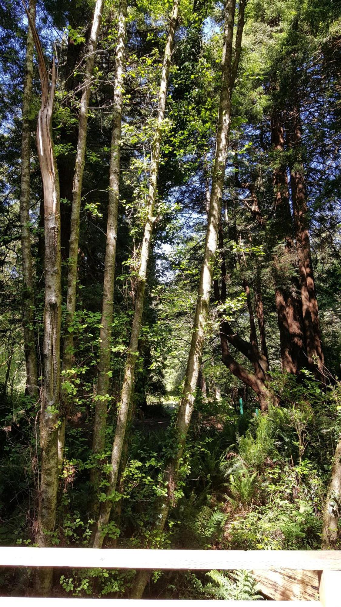 Emerald Forest Cabins Trinidad Δωμάτιο φωτογραφία