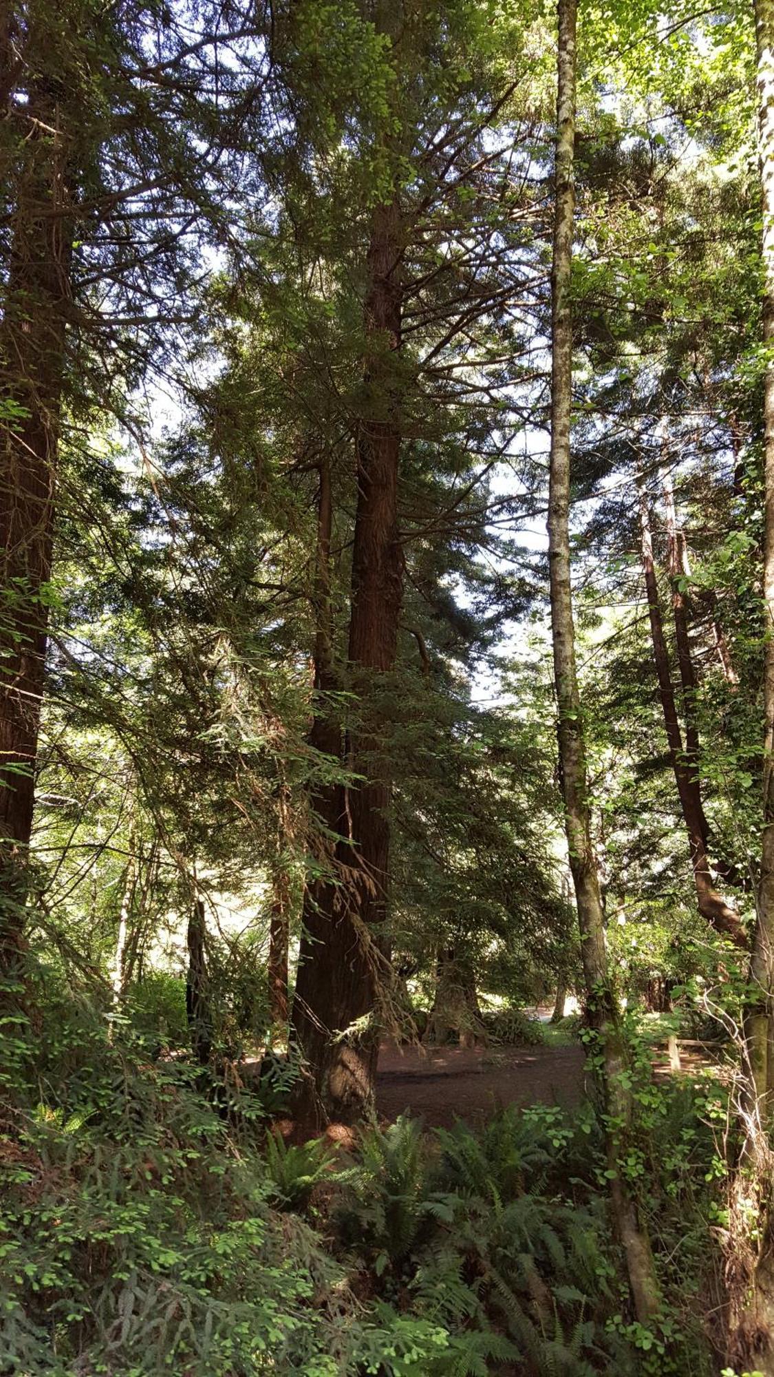 Emerald Forest Cabins Trinidad Δωμάτιο φωτογραφία
