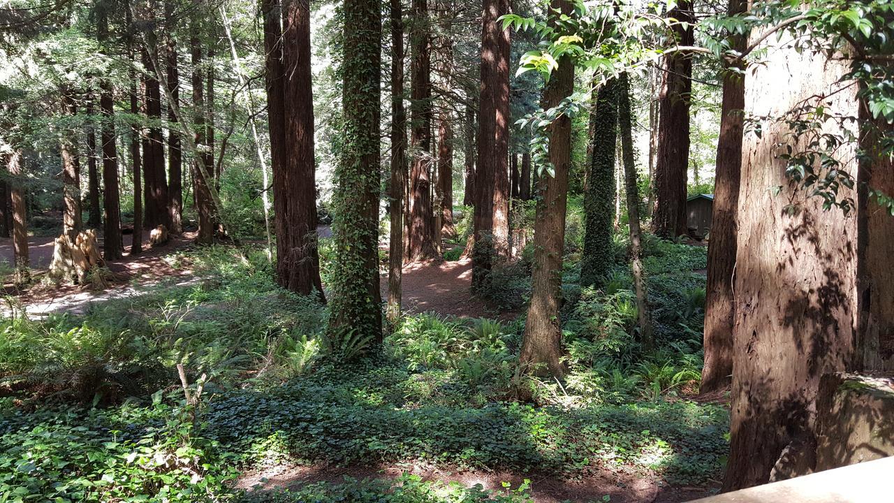 Emerald Forest Cabins Trinidad Εξωτερικό φωτογραφία