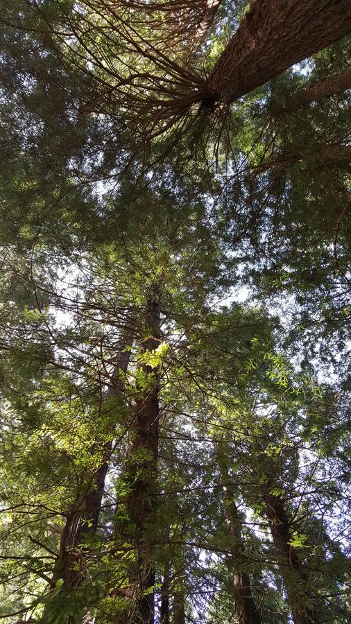Emerald Forest Cabins Trinidad Εξωτερικό φωτογραφία